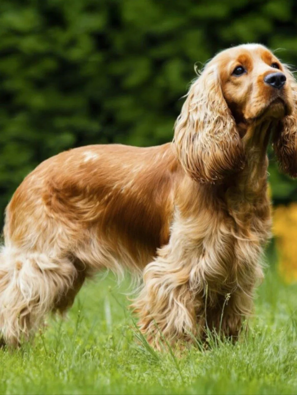 Spaniel Retriever 1